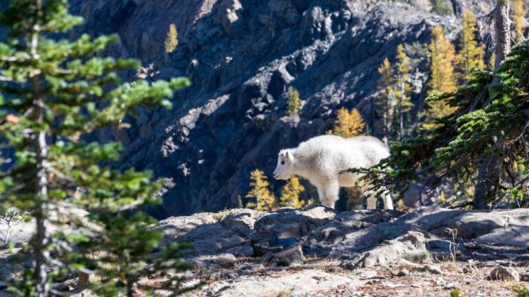 How To Register Via Www Cricbet99 Club Page?